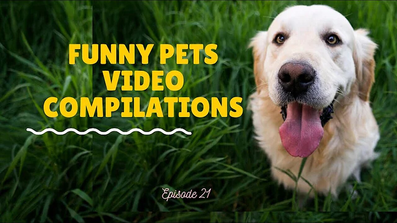 TRY NOT TO LAUGH | FUNNY PETS VIDEO COMPILATIONS 2021