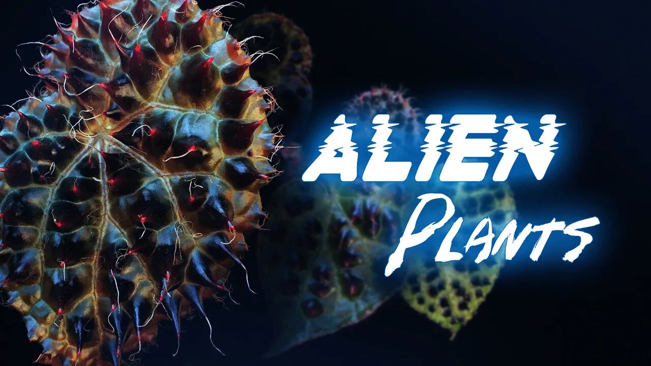 Otherworldly Houseplants 2023! | Alien Plants