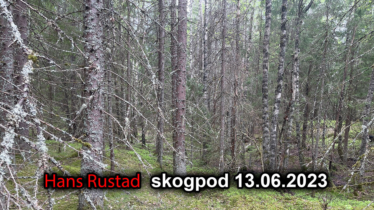 Skogpod 13. juni 2023