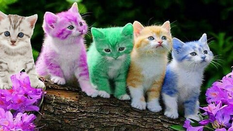 FUNNY CAT SOUND - LITTLE KITTEN MEOWING - FUNNY KITTEN - CAT MEOWING -