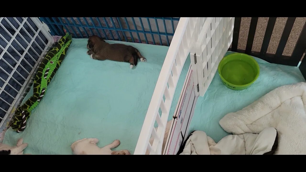 O Litter - 3 weeks 5 days (4)