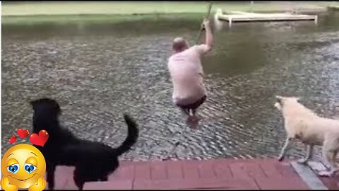 Dogs Jump Into Lake To 'Rescue' Dad