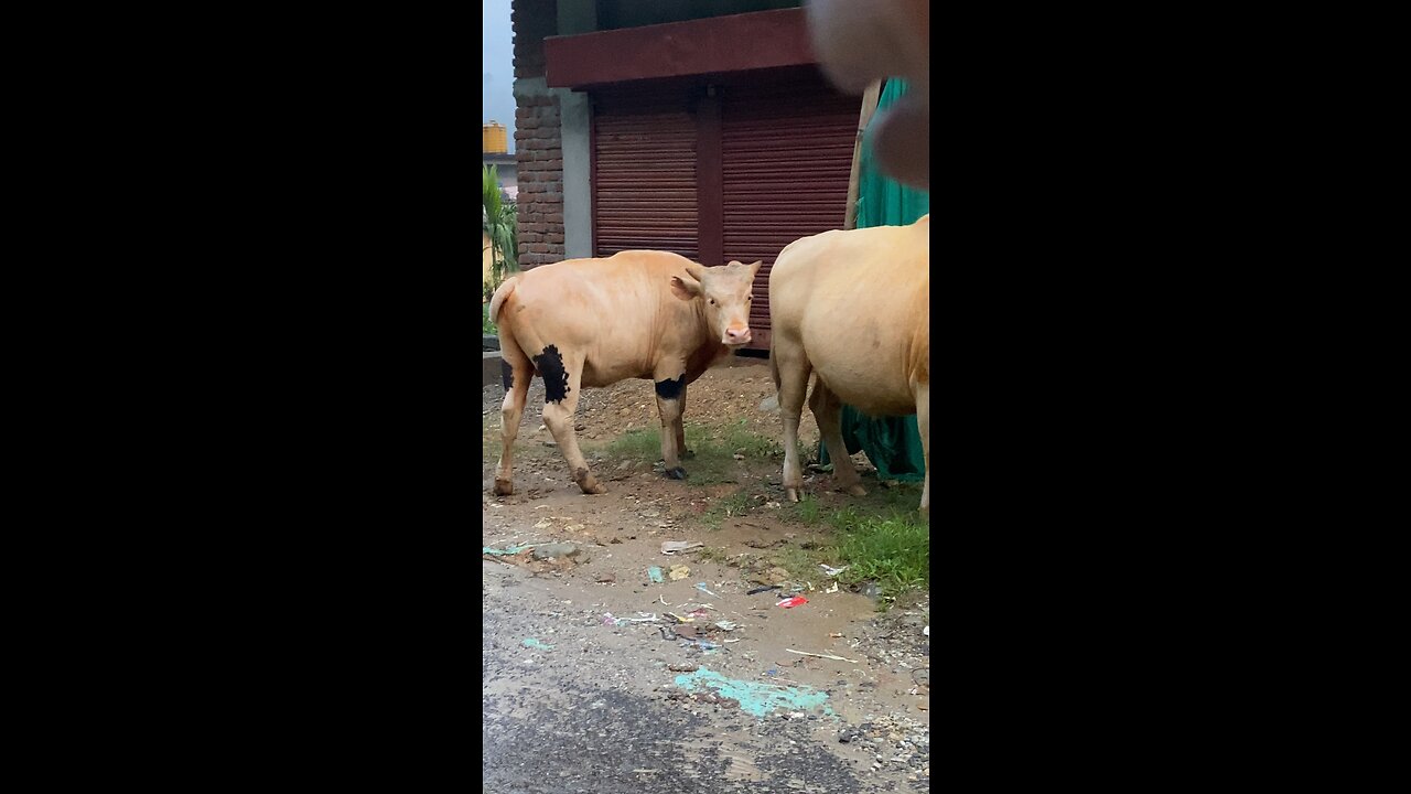 Mithun, the state animal of Arunachal Pradesh, India