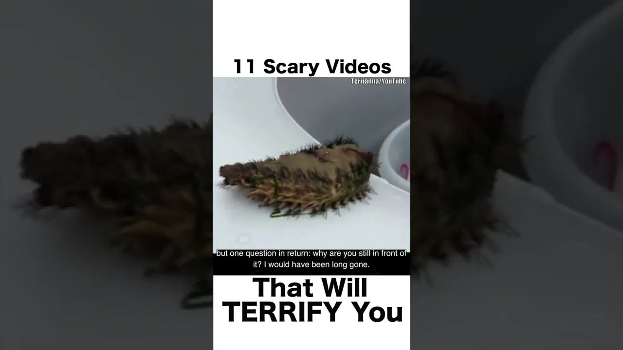 11 Scary Video's that will terrify you