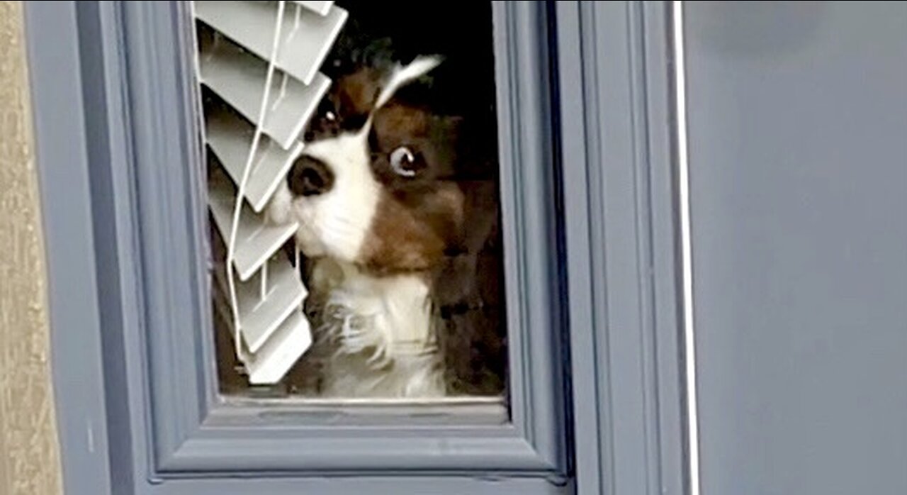 Can You Spot The Vigilant Watchdog?