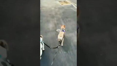 The amount of lead changes are dizzying…🤦‍♂️😵‍💫😂🐶