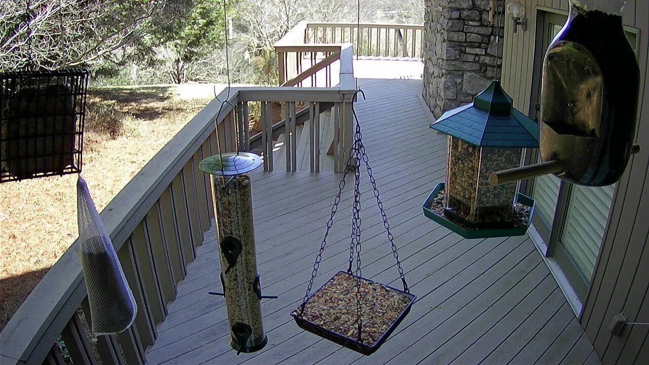 Live stream bird feeder Ashville NC