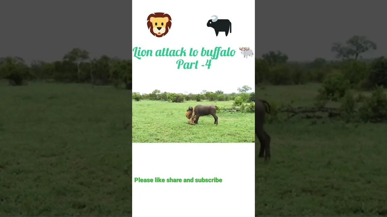 Lion attack to buffalo 🐃 part -4