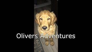 Oliver's Adventures Episode 1