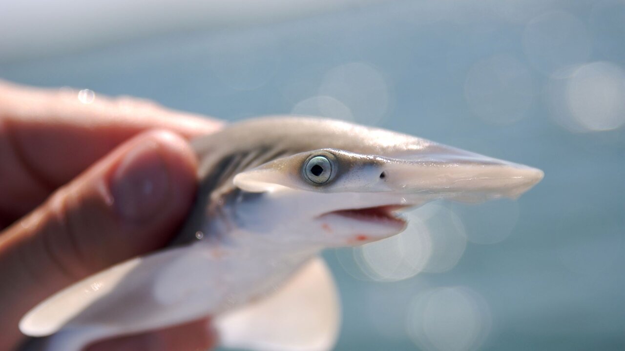 Baby Shark