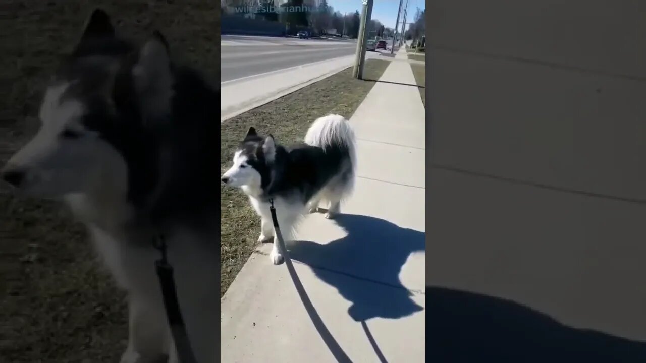 BEST 😍FUNNY😍 PET VIDEOS #72 - Try Not To Laugh #shorts