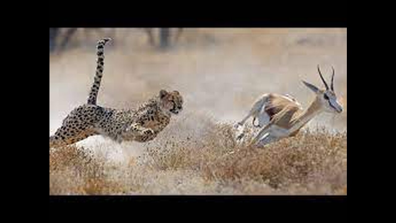 TOP 5 CHEETAH RUNNING MOMENTS || Cheetah hunting and teaches cubs to hunt