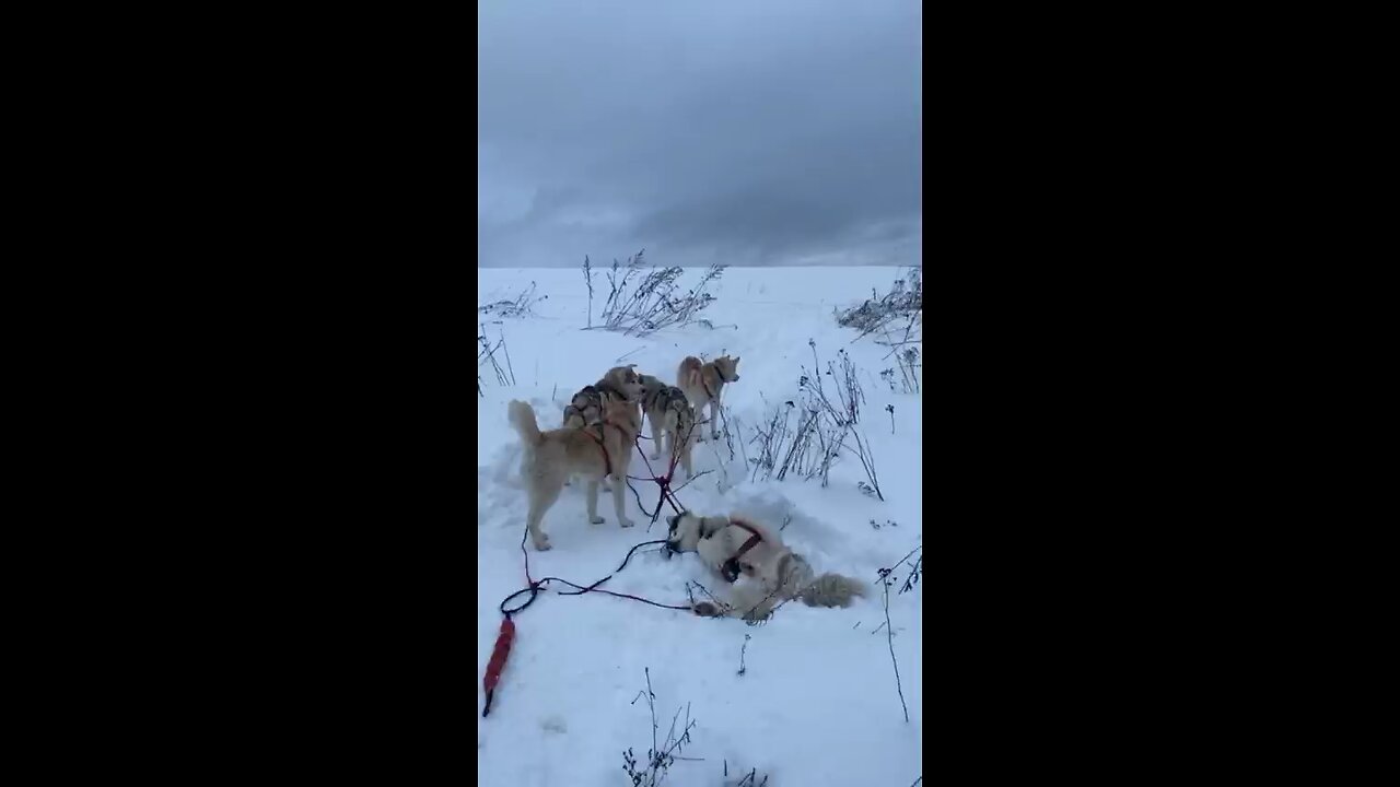 Husky resting with group