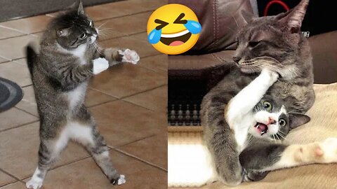 Funny Animal Videos Part 67Funny Cat Videos 2023