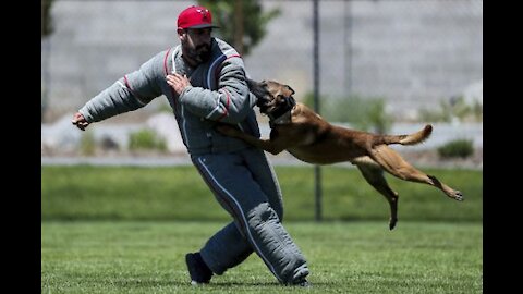 How to defend against a dog. Self defense against dog attack