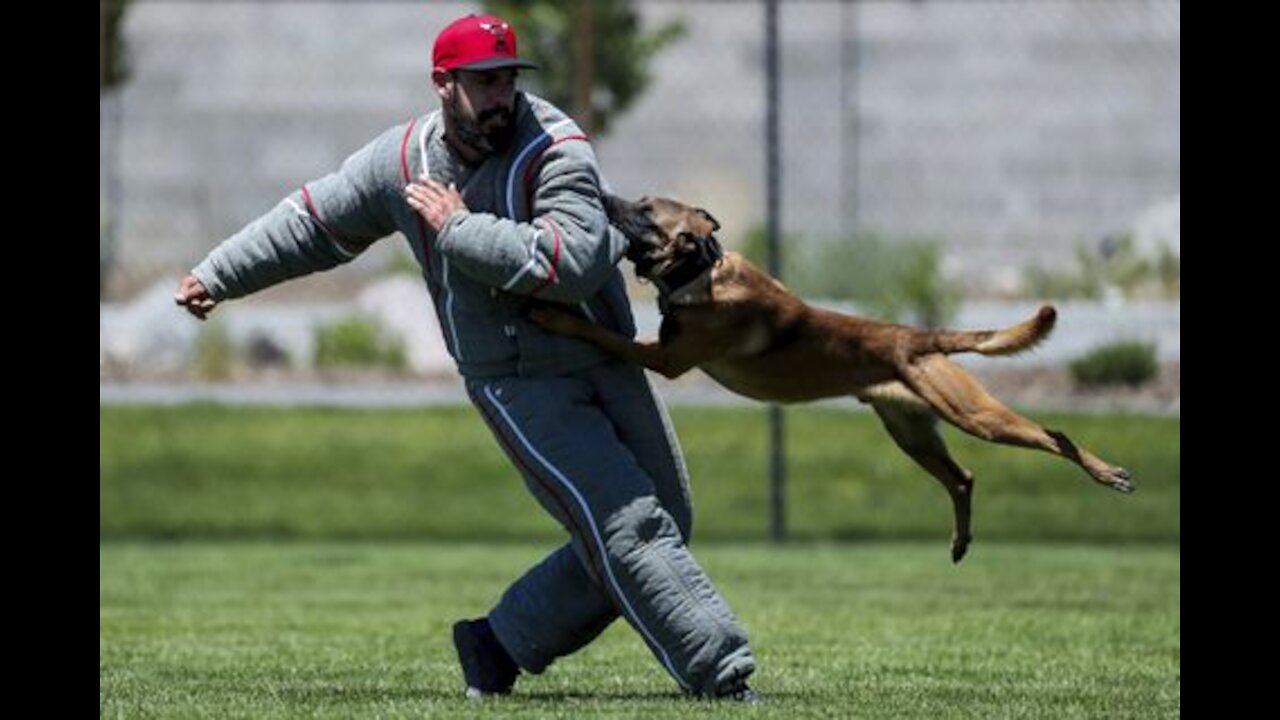 How to defend against a dog. Self defense against dog attack