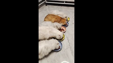 Little cats cute and funny videos @pets @funnycats @shorts @cats(2)