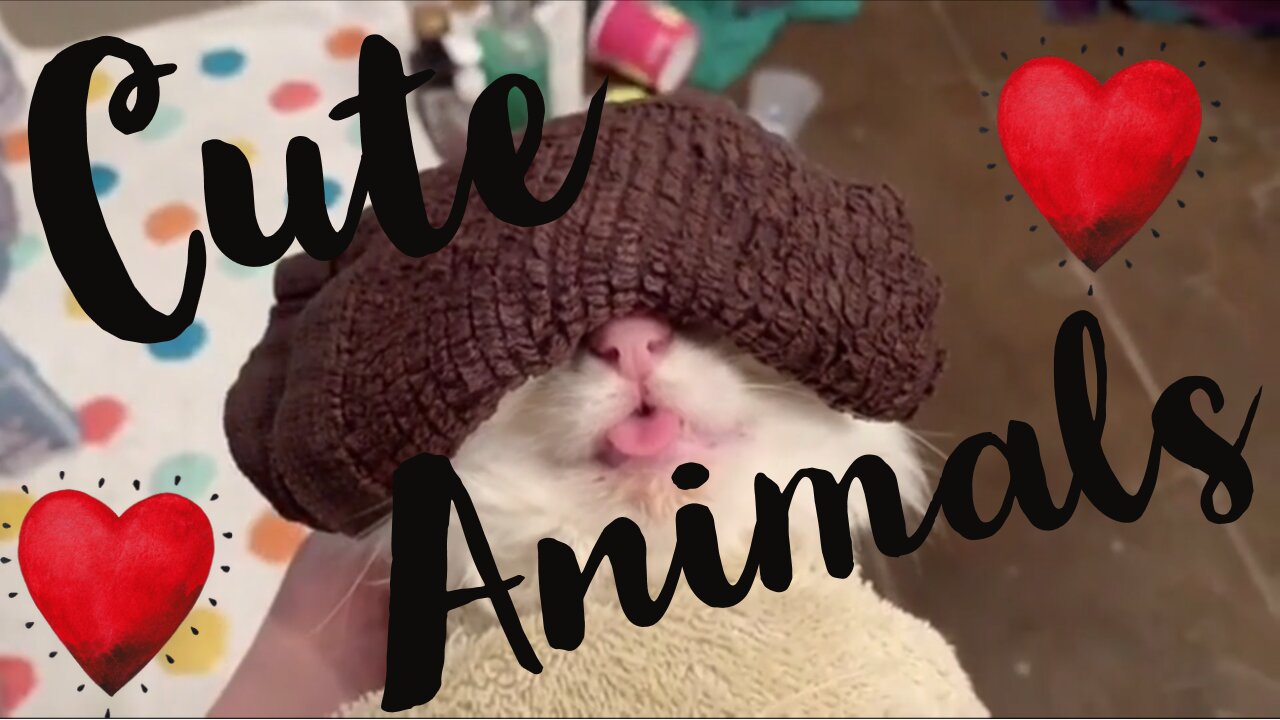 Cute Funny Animal Video (2022)