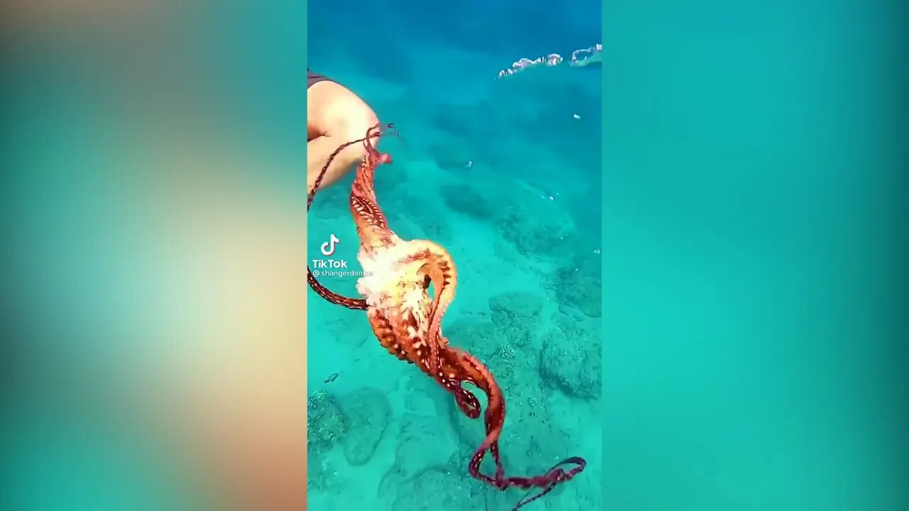 Wee TikTok trend (Funny ANIMALS and PEOPLE)