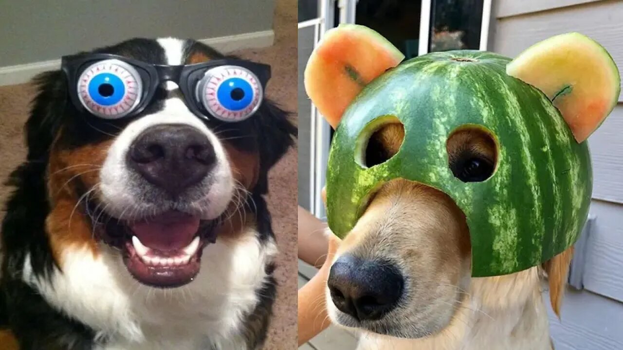Funny Moments Of Animals #shorts