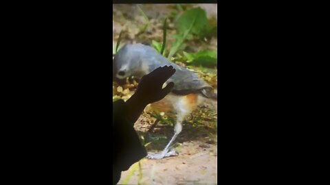 Tuesday Titmouse with SPH: listen to the sweet sounds of these small tits.