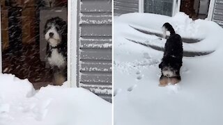 Puppy Playing In The Snow For First Time Will Melt Your Heart