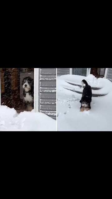 Puppy Playing In The Snow For First Time Will Melt Your Heart