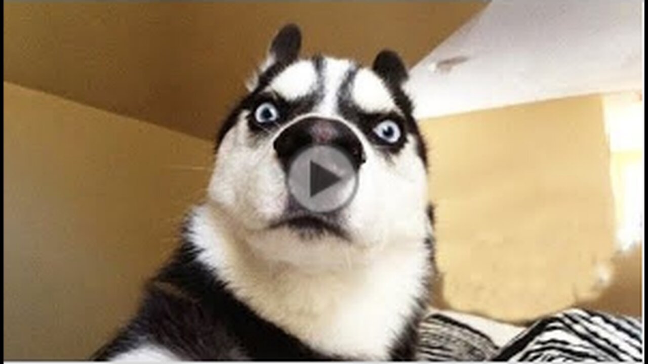 Funniest Animals Video - Funny Dogs And Cats - Try Not To Laugh Animals