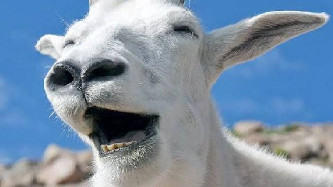 Goat Petting Simulator w/ Tailsly