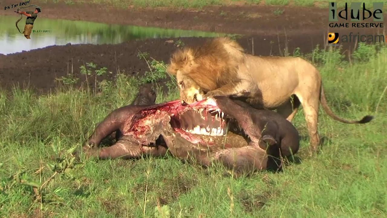 Male Lion Approaches His Meal Of A Buffalo