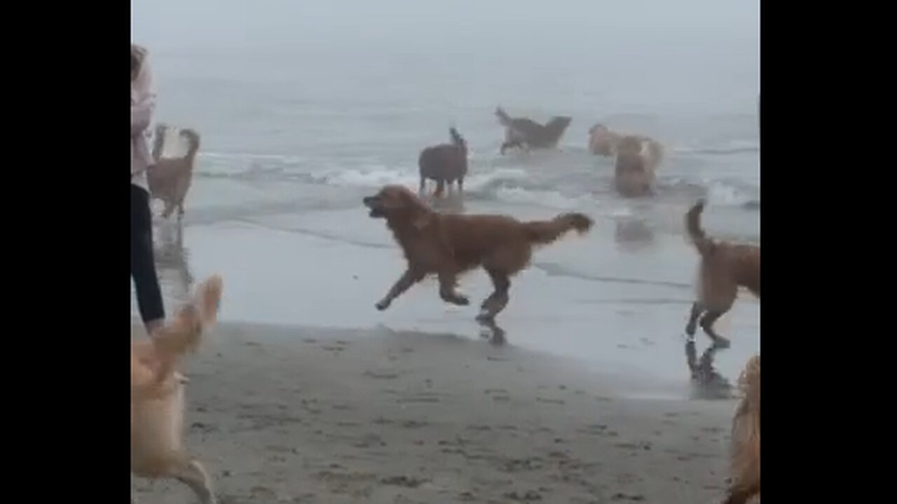 Dogs Day At The Beach