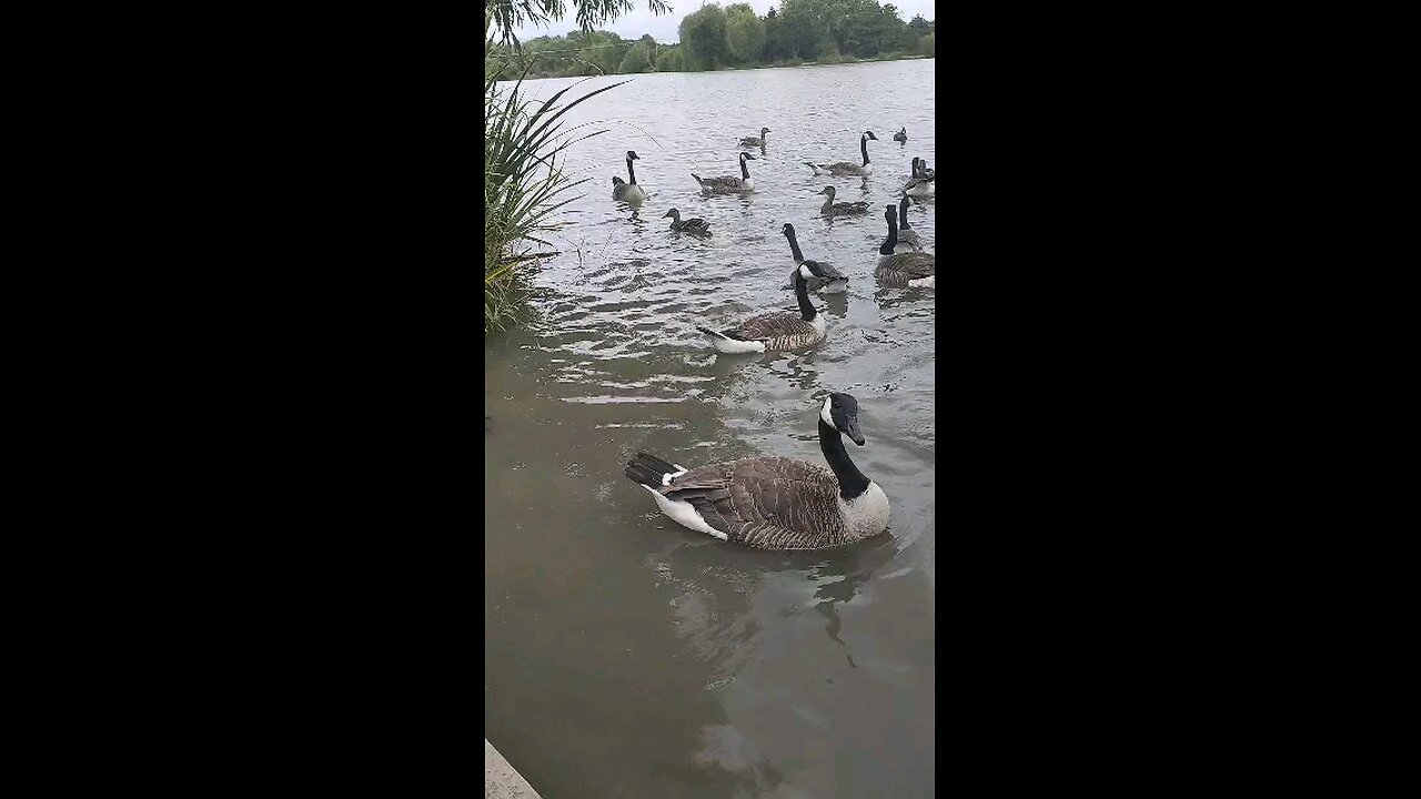 Ducks