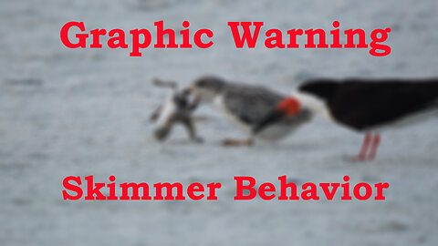 Graphic Attack on A Young Black Skimmer