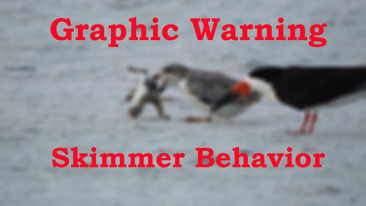 Graphic Attack on A Young Black Skimmer