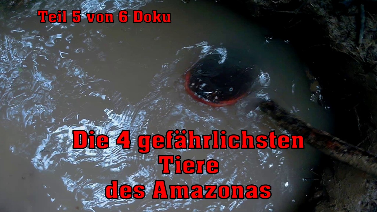 Die 4 gefährlichsten Tiere des Amazonas, Schamane Malaria Heilmittel Teil 5 von 6 Doku