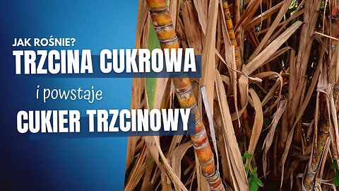 Jak rośnie trzcina cukrowa?⏐Produkcja cukru trzcinowego⏐Wyciskanie soku⏐KOLUMBIA🇨🇴 w 2023