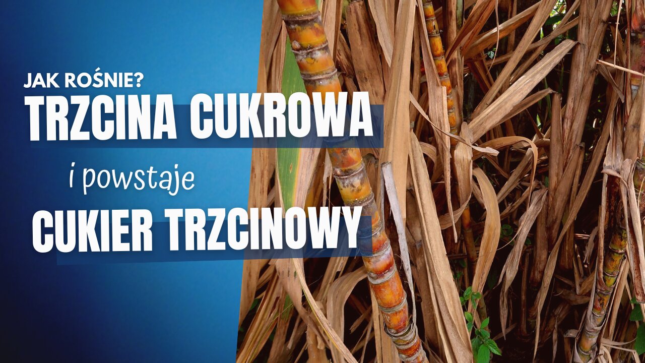 Jak rośnie trzcina cukrowa?⏐Produkcja cukru trzcinowego⏐Wyciskanie soku⏐KOLUMBIA🇨🇴 w 2023