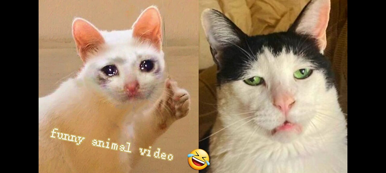 Funny animals 2023😅. Funny cats and Cute.