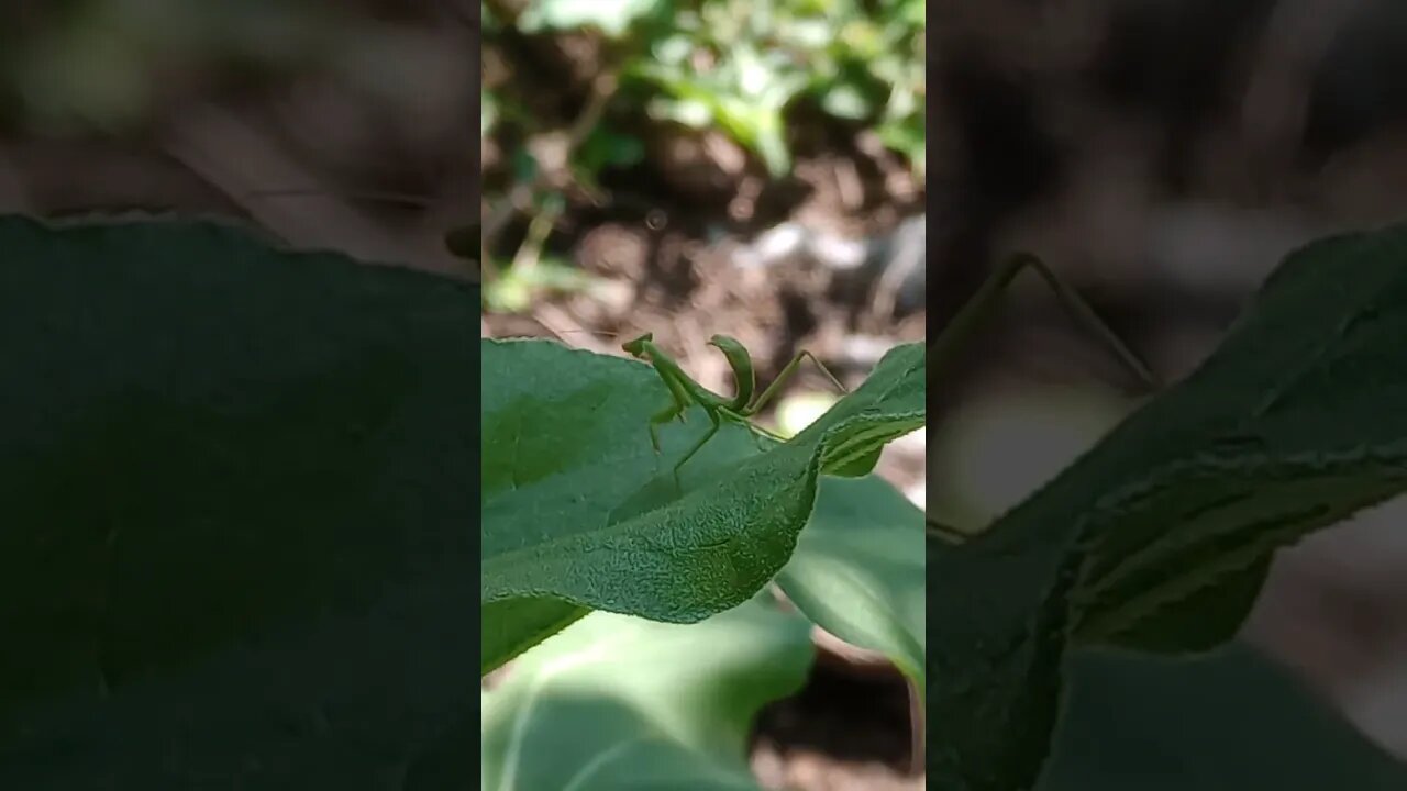 A GREEN BABY PRAYING MANTIS (07/22/23)