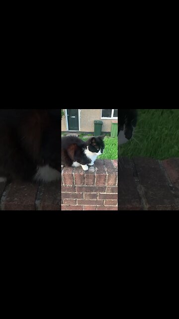 Today i met a cat- a London cat- we smiled to eachother and we said good-bye