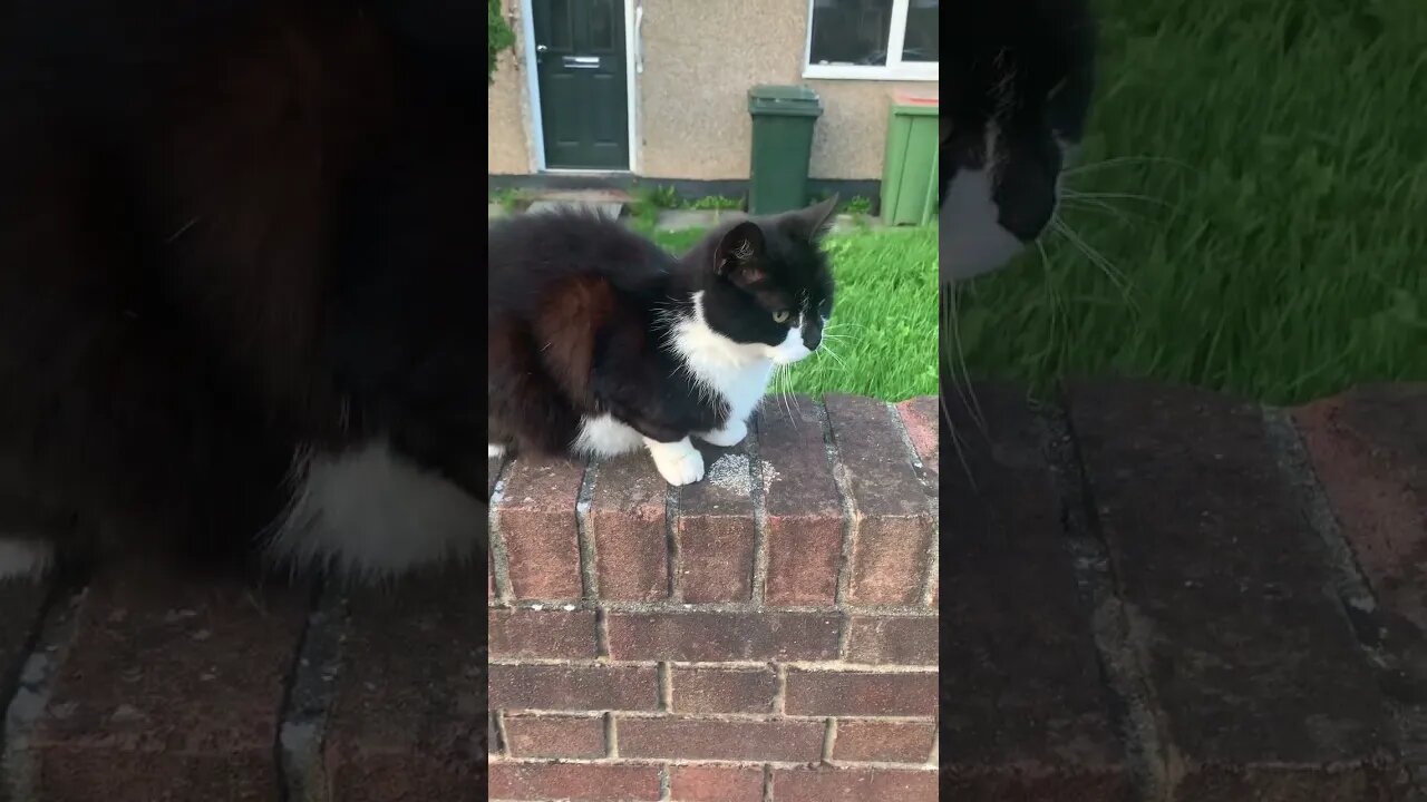 Today i met a cat- a London cat- we smiled to eachother and we said good-bye