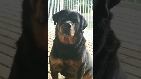 Whispering To My Rottweiler 😂🤣 #rottweiler #shorts