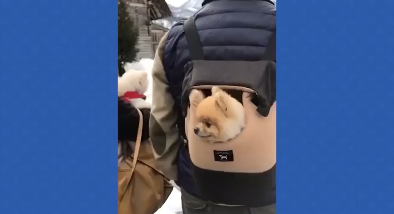 2 minutes of cute dog videos