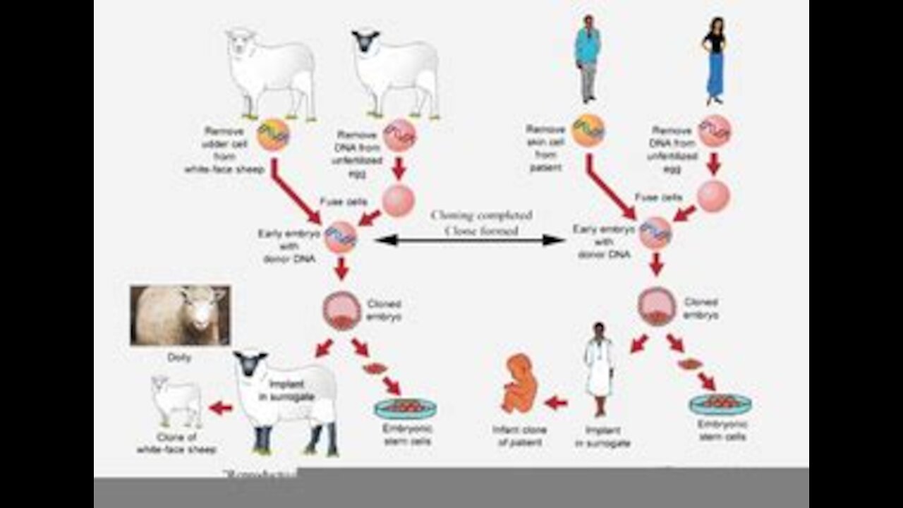 DNA cloning