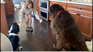 Newfoundland & Cavalier Display Very Different Eating Styles