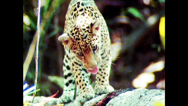 Jaguar Falls Off Log