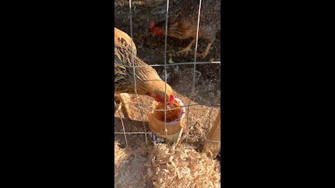 A chicken eating peanut butter.