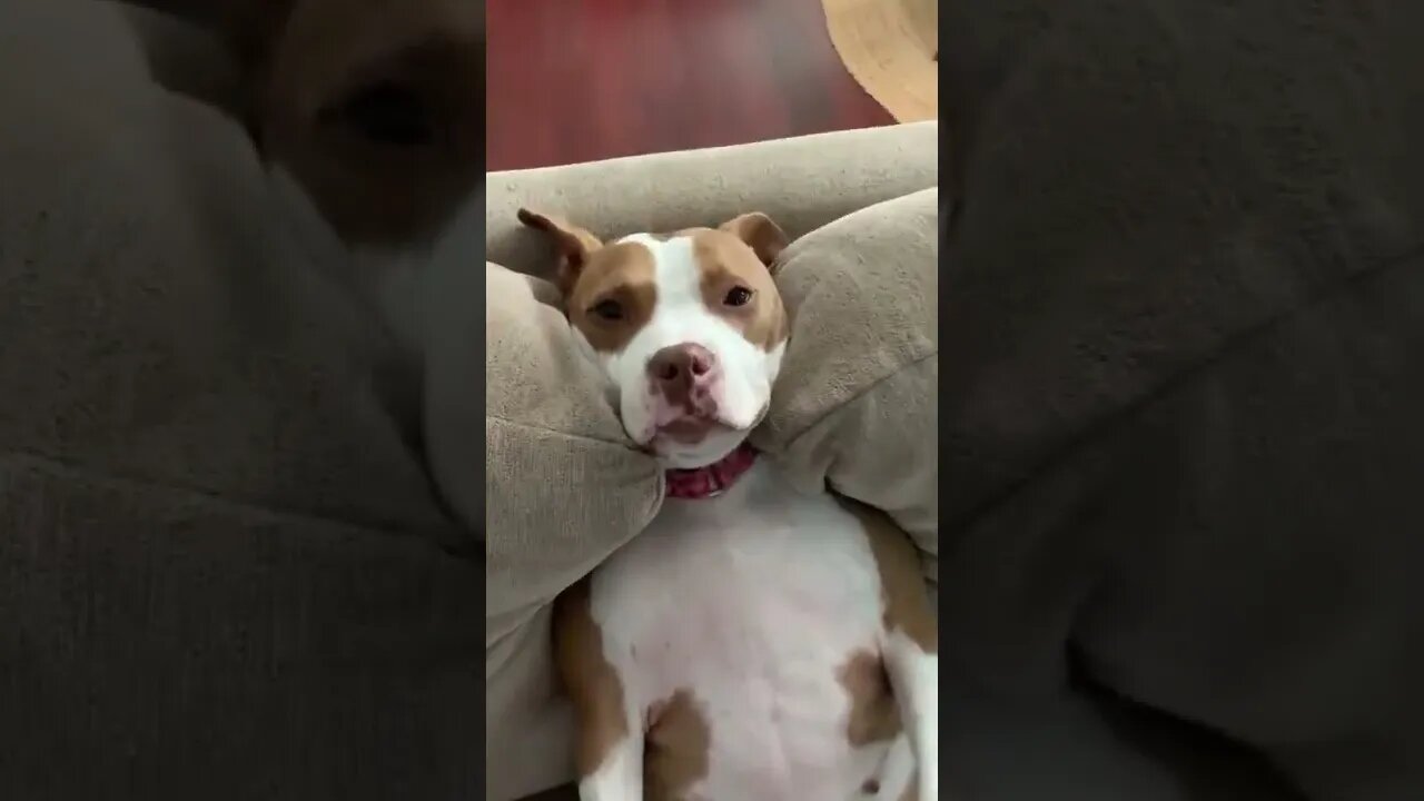 super lazy pup is a literal couch potato youtubetomp34 com #Shorts