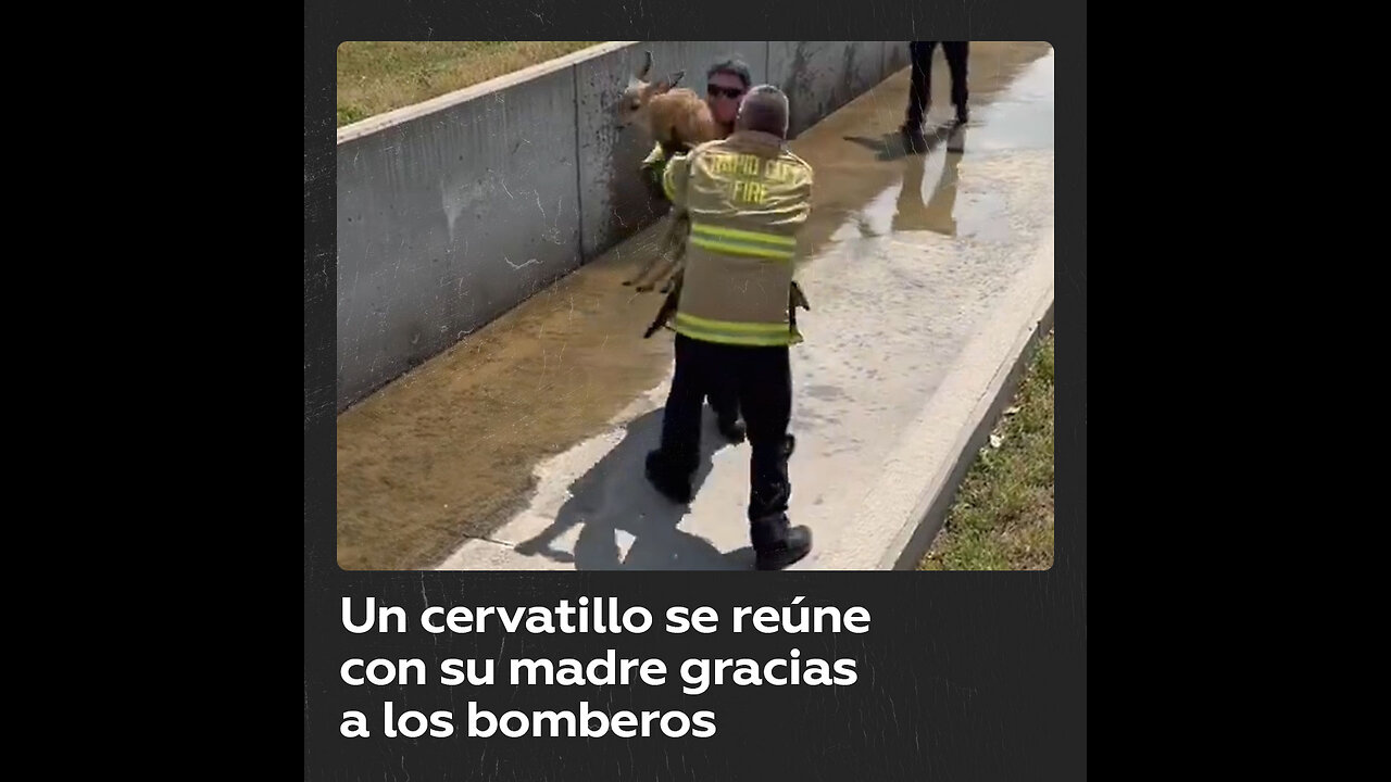 Bomberos rescatan a un cervatillo y lo reúnen con su madre