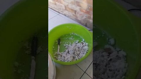 ÓLEO DE COCO Estragado/ combustível Subiu GADO/Aumenta alimento/PAPAI BOZOLULAPETISTA😅ACEITA KE DÓI